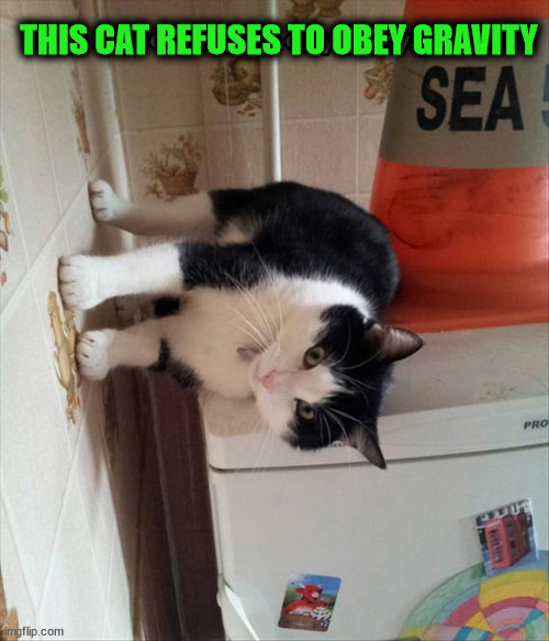 THIS CAT REFUSES TO OBEY GRAVITY | image tagged in cats | made w/ Imgflip meme maker