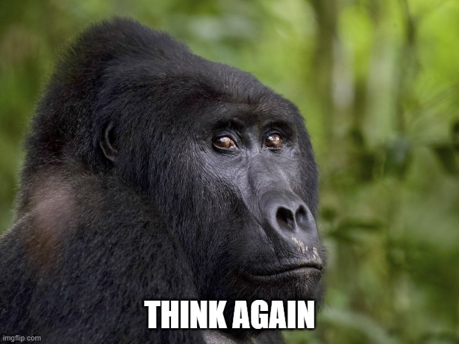 Think again template | THINK AGAIN | image tagged in think again,gorilla,monkey,funny,memes | made w/ Imgflip meme maker
