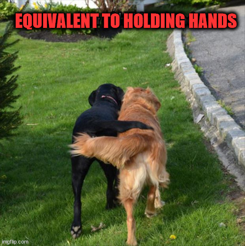 EQUIVALENT TO HOLDING HANDS | image tagged in dogs | made w/ Imgflip meme maker