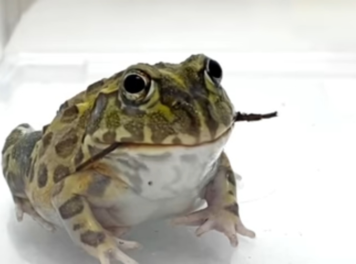 High Quality Dahli Frog Blank Meme Template