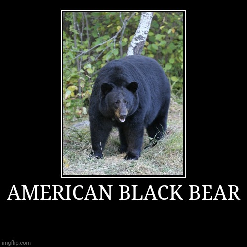 American Black Bear | image tagged in demotivationals,bear | made w/ Imgflip demotivational maker