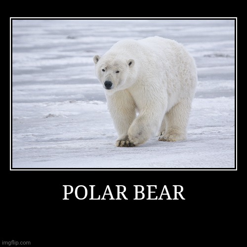 Polar Bear | image tagged in demotivationals,bear | made w/ Imgflip demotivational maker