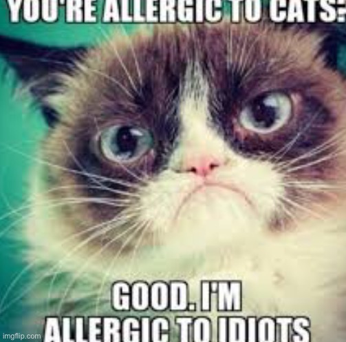 You allergic to cats | image tagged in cats | made w/ Imgflip meme maker