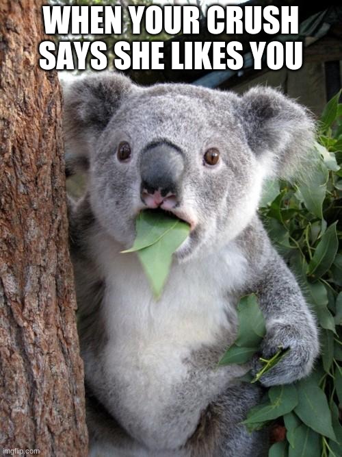 Surprised Koala |  WHEN YOUR CRUSH SAYS SHE LIKES YOU | image tagged in memes,surprised koala | made w/ Imgflip meme maker