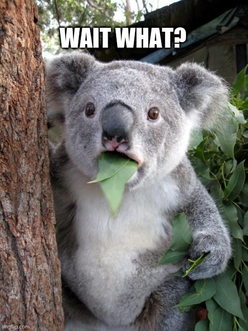 wait what? | WAIT WHAT? | image tagged in memes,surprised koala | made w/ Imgflip meme maker