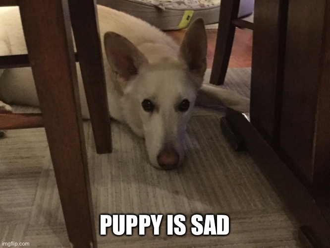 PUPPY IS SAD | made w/ Imgflip meme maker