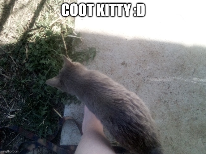 COOT KITTY :D | made w/ Imgflip meme maker