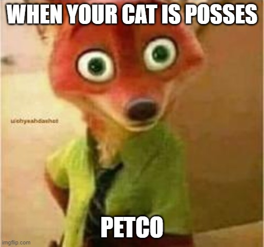 WHEN YOUR CAT IS POSSES; PETCO | image tagged in cats,petco,possses | made w/ Imgflip meme maker