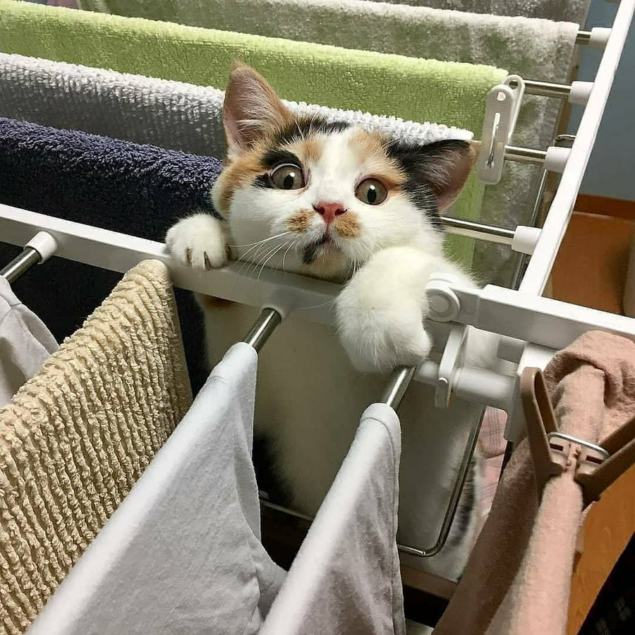 High Quality hanging cat Blank Meme Template