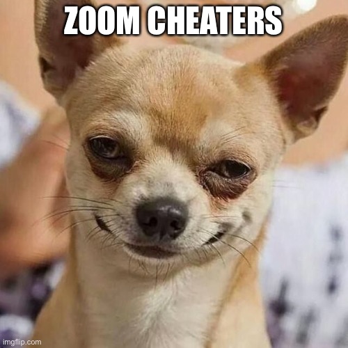 Smirking Dog | ZOOM CHEATERS | image tagged in smirking dog | made w/ Imgflip meme maker