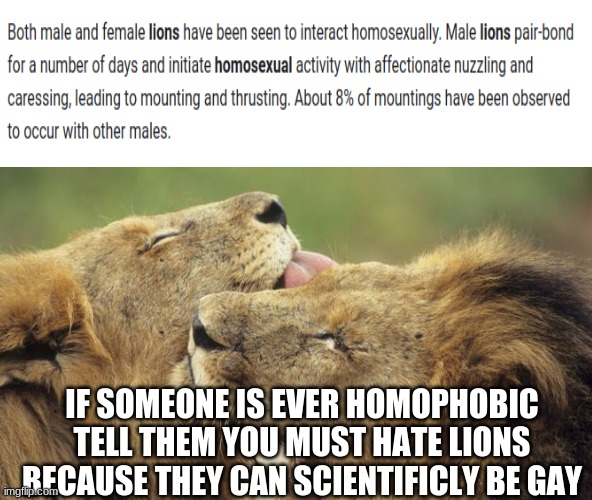 Homo's mad | IF SOMEONE IS EVER HOMOPHOBIC TELL THEM YOU MUST HATE LIONS BECAUSE THEY CAN SCIENTIFICLY BE GAY | made w/ Imgflip meme maker