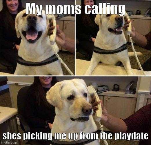 ;-; | My moms calling; shes picking me up from the playdate | image tagged in dog phone,play,fun,funny | made w/ Imgflip meme maker