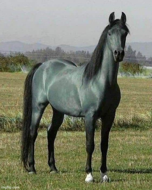 Rare Blue Roan horse, Frankfurt, Germany | image tagged in beautiful,horse,farm animals | made w/ Imgflip meme maker