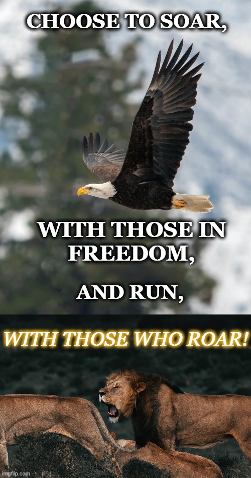 Roar and Soar |  CHOOSE TO SOAR, FREEDOM, WITH THOSE IN; AND RUN, WITH THOSE WHO ROAR! | image tagged in eagle,freedom,choose,run,soar,lions | made w/ Imgflip meme maker