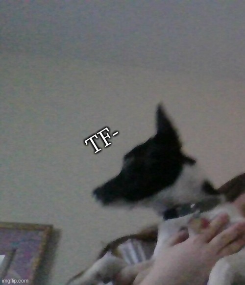 TF- | made w/ Imgflip meme maker