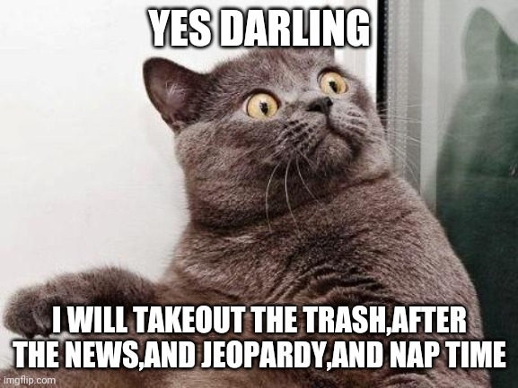 Surprised cat | YES DARLING; I WILL TAKEOUT THE TRASH,AFTER THE NEWS,AND JEOPARDY,AND NAP TIME | image tagged in surprised cat | made w/ Imgflip meme maker