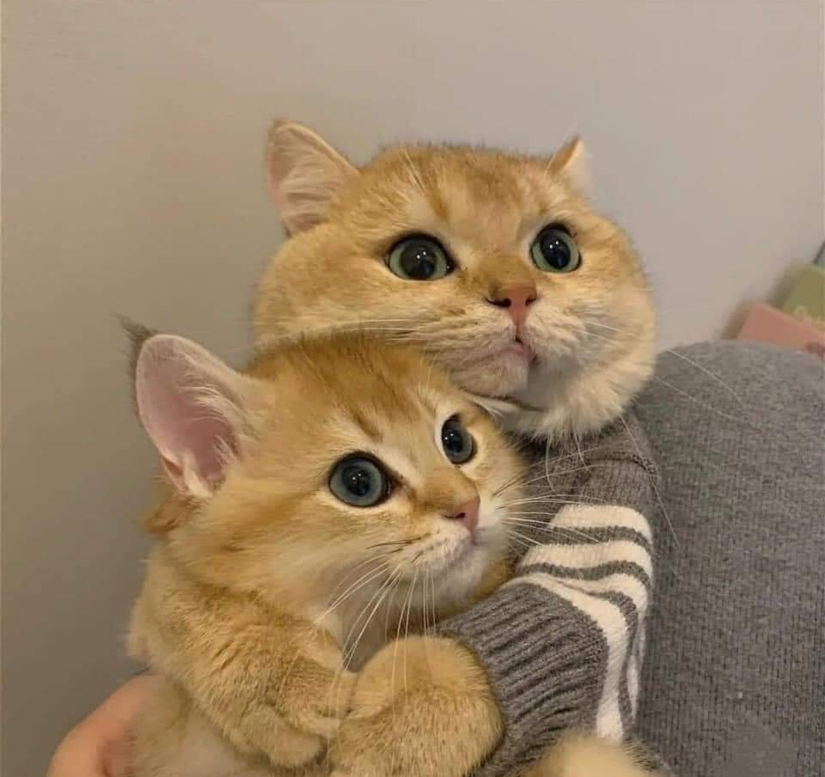 High Quality Cat Hugging Blank Meme Template