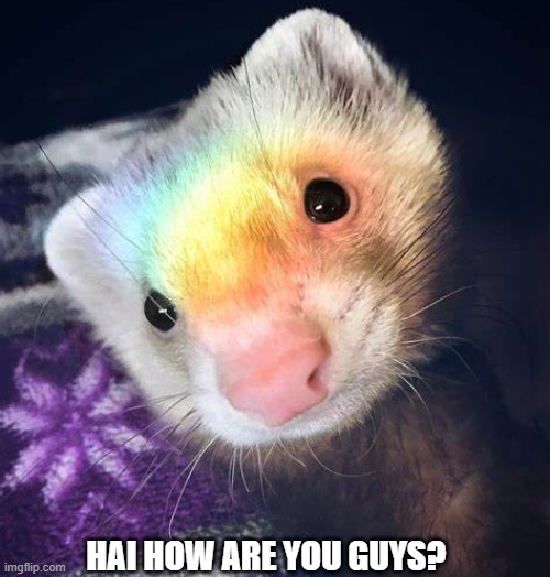 XD yus | HAI HOW ARE YOU GUYS? | made w/ Imgflip meme maker