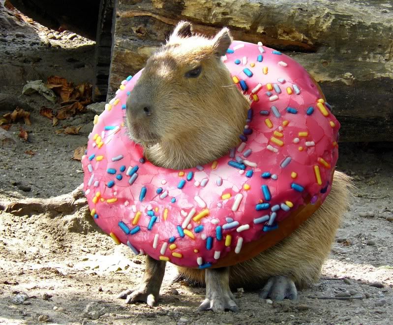 High Quality Donut Capybara Blank Meme Template