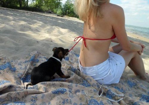 image tagged in babes,dogs