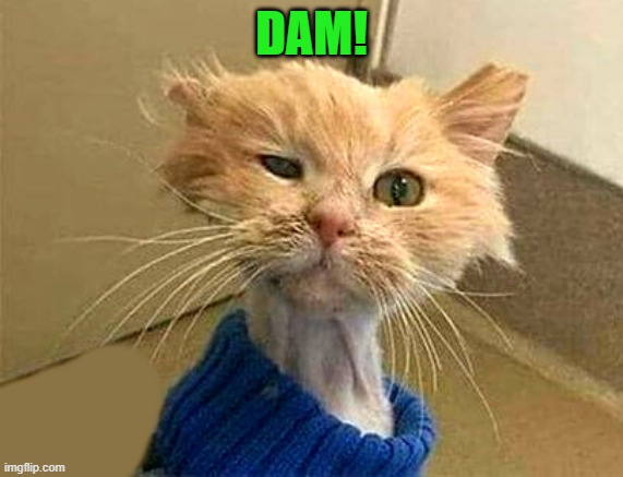 DAM! | image tagged in wtf-cat | made w/ Imgflip meme maker