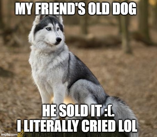 My old dog | MY FRIEND'S OLD DOG; HE SOLD IT :(. I LITERALLY CRIED LOL | image tagged in dog | made w/ Imgflip meme maker