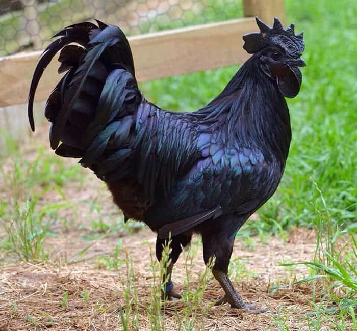 Big black chicken Blank Meme Template