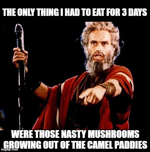 Angry Old Moses | THE ONLY THING I HAD TO EAT FOR 3 DAYS WERE THOSE NASTY MUSHROOMS GROWING OUT OF THE CAMEL PADDIES | image tagged in angry old moses | made w/ Imgflip meme maker