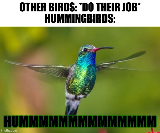 hummingbird | OTHER BIRDS: *DO THEIR JOB*
HUMMINGBIRDS:; HUMMMMMMMMMMMMMM | image tagged in hummingbird | made w/ Imgflip meme maker