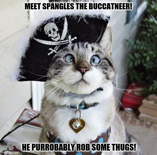 Spangles Meme | MEET SPANGLES THE BUCCATNEER! HE PURROBABLY ROB SOME THUGS! | image tagged in memes,spangles,smooth criminal | made w/ Imgflip meme maker