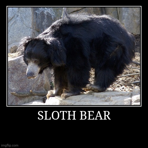 Sloth Bear | image tagged in demotivationals,bear | made w/ Imgflip demotivational maker