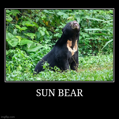 Sun Bear | image tagged in demotivationals,bear | made w/ Imgflip demotivational maker