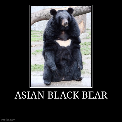 Asian Black Bear | image tagged in demotivationals,bear | made w/ Imgflip demotivational maker