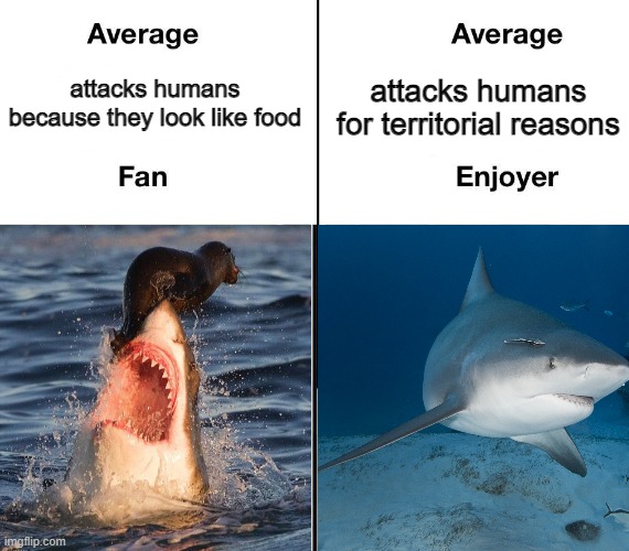 Virgin great white vs chad bull shark | attacks humans because they look like food; attacks humans for territorial reasons | image tagged in virgin,chad,shark,biology,average,average blank fan vs average blank enjoyer | made w/ Imgflip meme maker