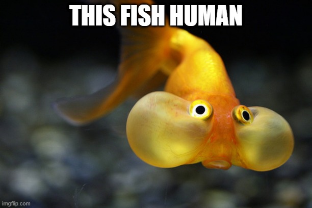 hold your breath goldfish | THIS FISH HUMAN | image tagged in hold your breath goldfish | made w/ Imgflip meme maker