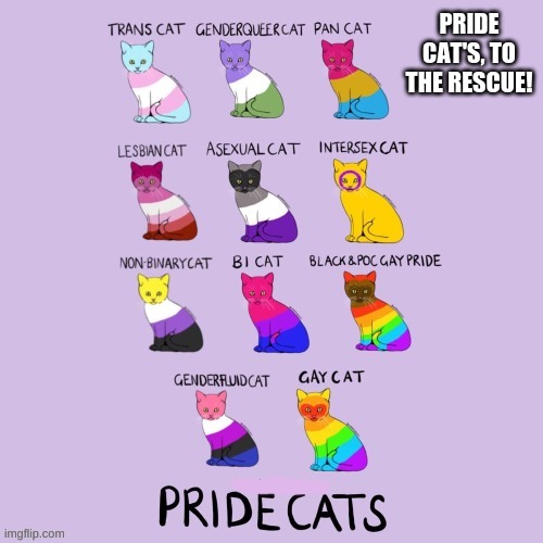 PRIDE CAT'S, TO THE RESCUE! | made w/ Imgflip meme maker