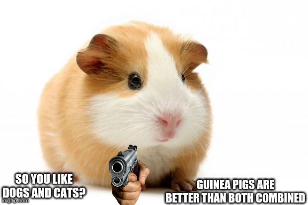 guinea pigs are number one because they are potatoes | GUINEA PIGS ARE BETTER THAN BOTH COMBINED; SO YOU LIKE DOGS AND CATS? | image tagged in guinea pig | made w/ Imgflip meme maker