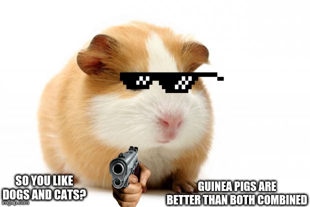 Guinea pig |  GUINEA PIGS ARE BETTER THAN BOTH COMBINED; SO YOU LIKE DOGS AND CATS? | image tagged in guinea pig | made w/ Imgflip meme maker