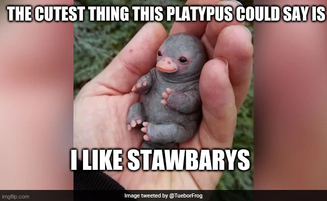 awaahh | THE CUTEST THING THIS PLATYPUS COULD SAY IS; I LIKE STAWBARYS | image tagged in platypus,cute,funny memes,memes | made w/ Imgflip meme maker