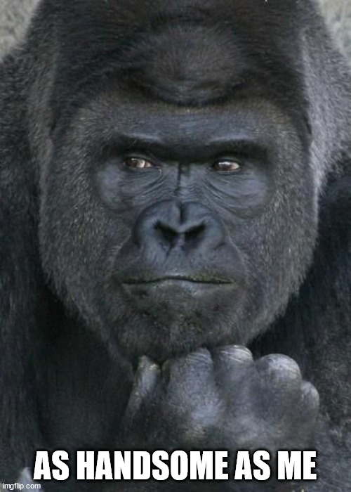Handsome Gorilla | AS HANDSOME AS ME | image tagged in handsome gorilla | made w/ Imgflip meme maker