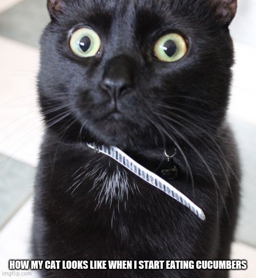 Woah Kitty |  HOW MY CAT LOOKS LIKE WHEN I START EATING CUCUMBERS | image tagged in memes,woah kitty,funny,funny memes,funny meme,meme | made w/ Imgflip meme maker