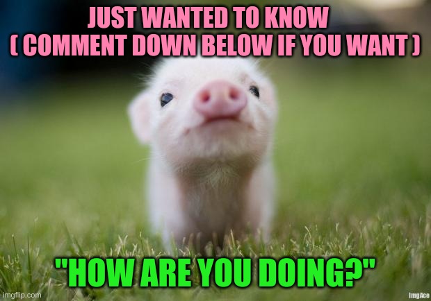its not a meme but a Question |  JUST WANTED TO KNOW   
( COMMENT DOWN BELOW IF YOU WANT ); "HOW ARE YOU DOING?" | image tagged in piglet | made w/ Imgflip meme maker