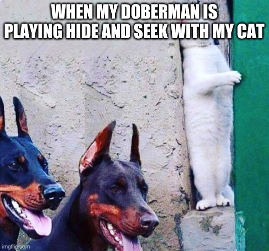 I just saw dobermans and i really like dobermans so i had to make and idea for it! XD | WHEN MY DOBERMAN IS PLAYING HIDE AND SEEK WITH MY CAT | image tagged in hide cat dogs | made w/ Imgflip meme maker