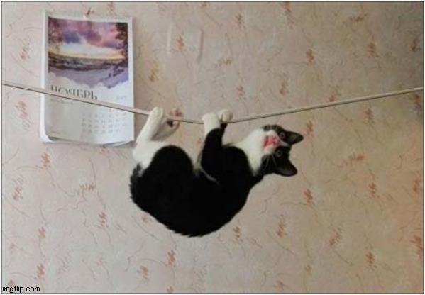 'Mission Impossible' Music Plays ! | image tagged in cats,mission impossible,theme song | made w/ Imgflip meme maker