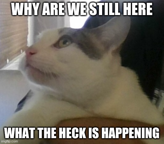 W-What is happening | WHY ARE WE STILL HERE; WHAT THE HECK IS HAPPENING | image tagged in w-what is happening | made w/ Imgflip meme maker