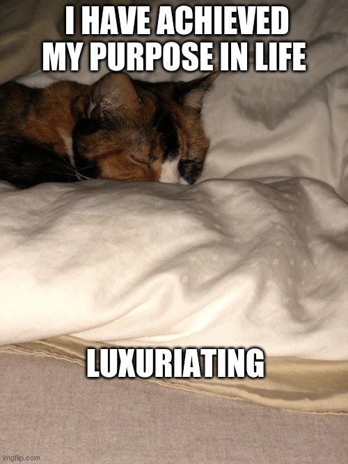 Luxuriating | I HAVE ACHIEVED MY PURPOSE IN LIFE; LUXURIATING | image tagged in cats,lolcats,sleeping,cuteness overload,kittens | made w/ Imgflip meme maker