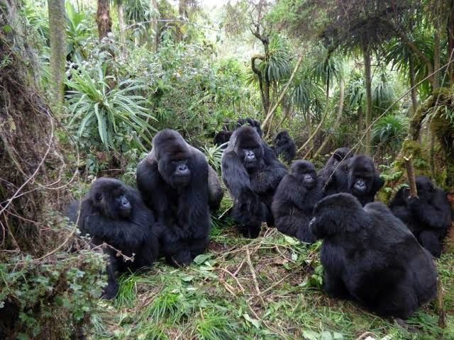 gorillas in a circle Blank Meme Template