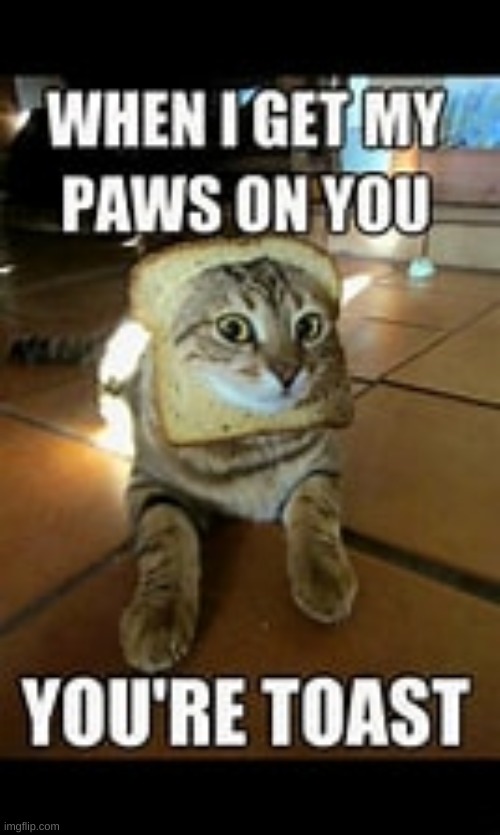 your the toast when i get my paws n you | image tagged in cats | made w/ Imgflip meme maker