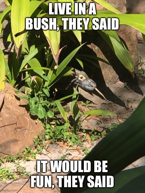Bitter Lizard | LIVE IN A BUSH, THEY SAID; IT WOULD BE FUN, THEY SAID | image tagged in lizard,funny animals | made w/ Imgflip meme maker