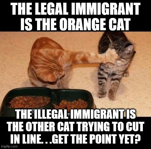 cats share food | THE LEGAL IMMIGRANT IS THE ORANGE CAT; THE ILLEGAL IMMIGRANT IS THE OTHER CAT TRYING TO CUT IN LINE. . .GET THE POINT YET? | image tagged in cats share food | made w/ Imgflip meme maker